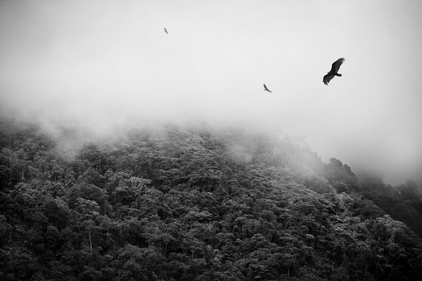 Roofvogels, Birds of prey, Costa Rica Uvita